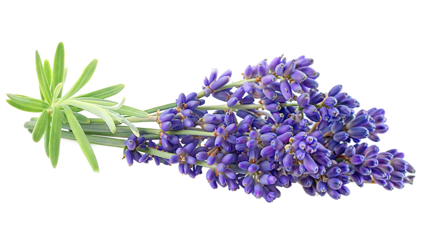 Purple Lavender Flowers on Transparent Background