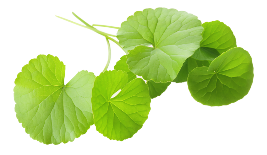 Fresh Gotu Kola Leaves on Transparent Background