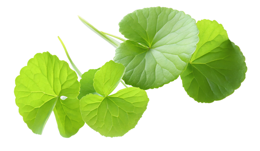 Fresh Gotu Kola Leaves on Transparent Background