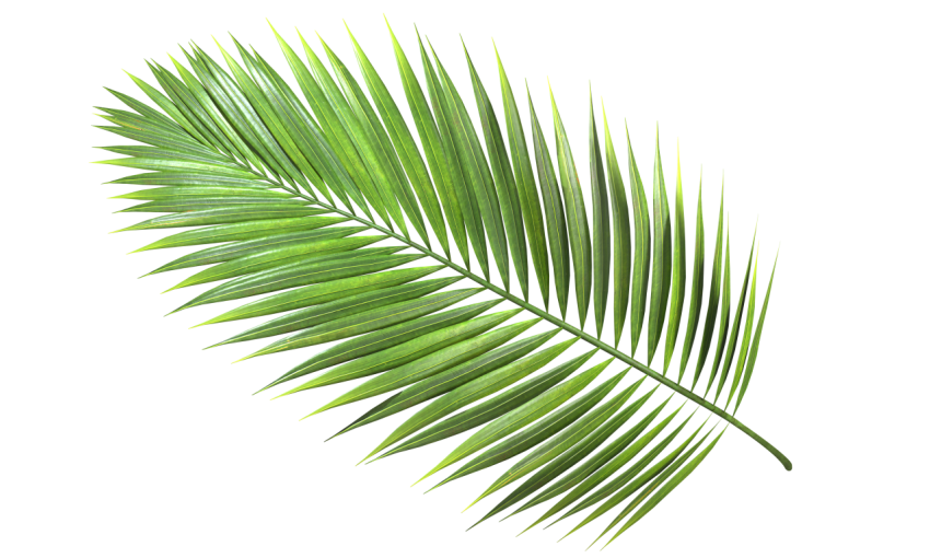 Green Palm Leaf on Transparent Background