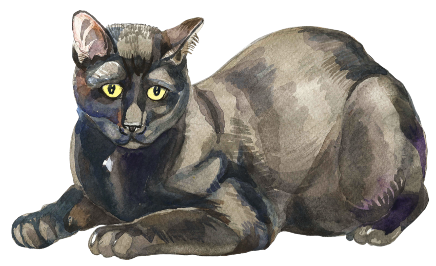 Watercolor Bombay cat PNG