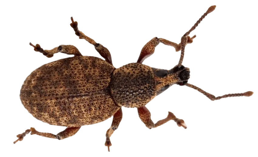 Weevil beetle image png
