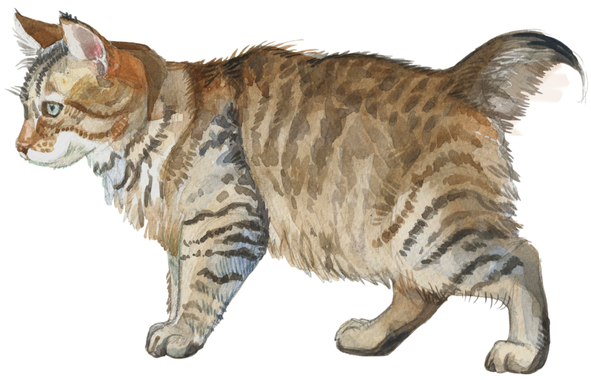 Watercolor Pixie bob Cat PNG