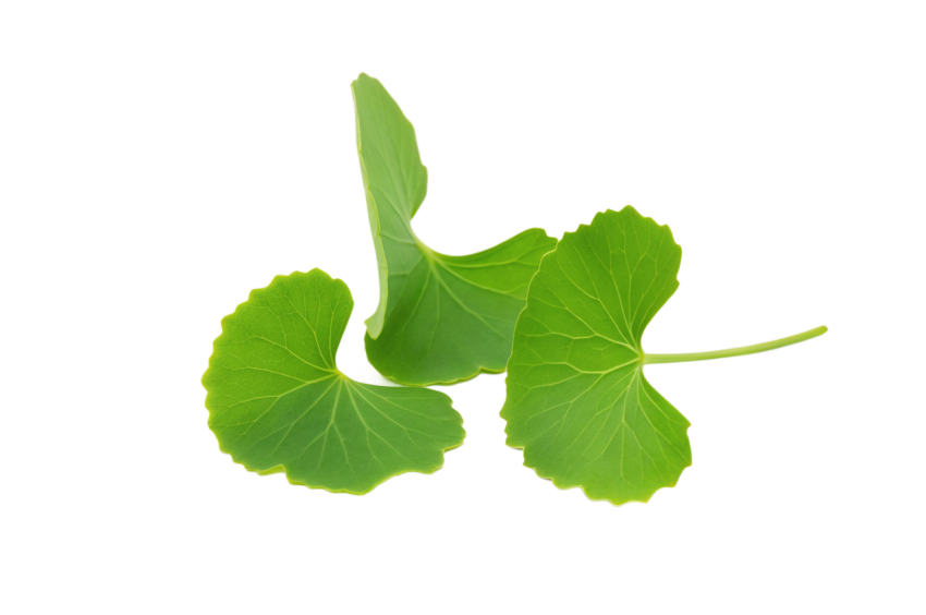 Fresh Gotu Kola Leaves on Transparent Background