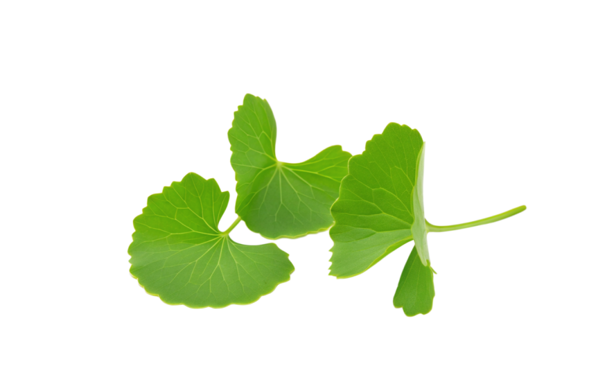 Fresh Gotu Kola Leaves on Transparent Background