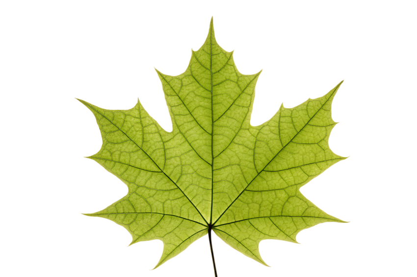 Green Maple Leaf on Transparent Background Png