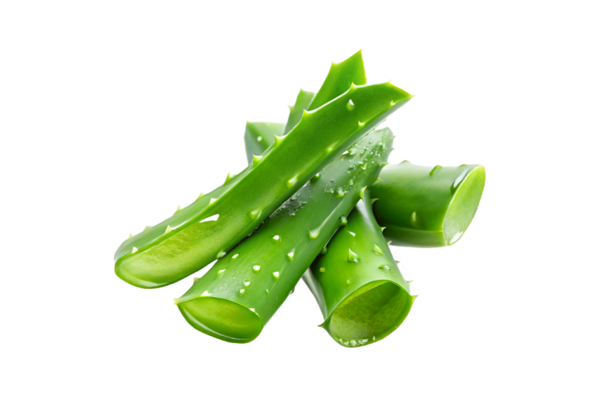 Fresh Aloe Vera Slices on Transparent Background Png