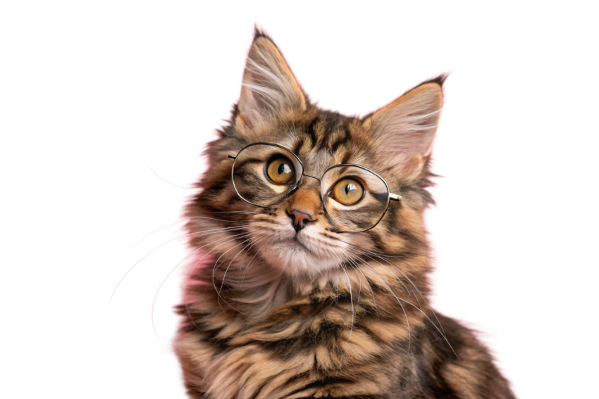 Stylish Cat Wearing Sunglasses png image