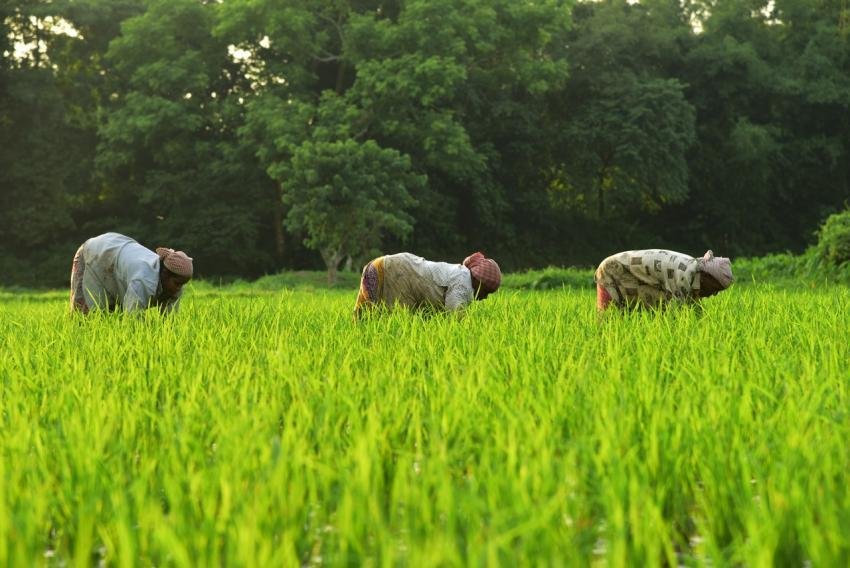 Indian Rice Field, Rice Cultivation Photo