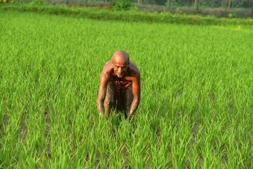 Paddy Field, Rice Field, Rice Cultivation Image