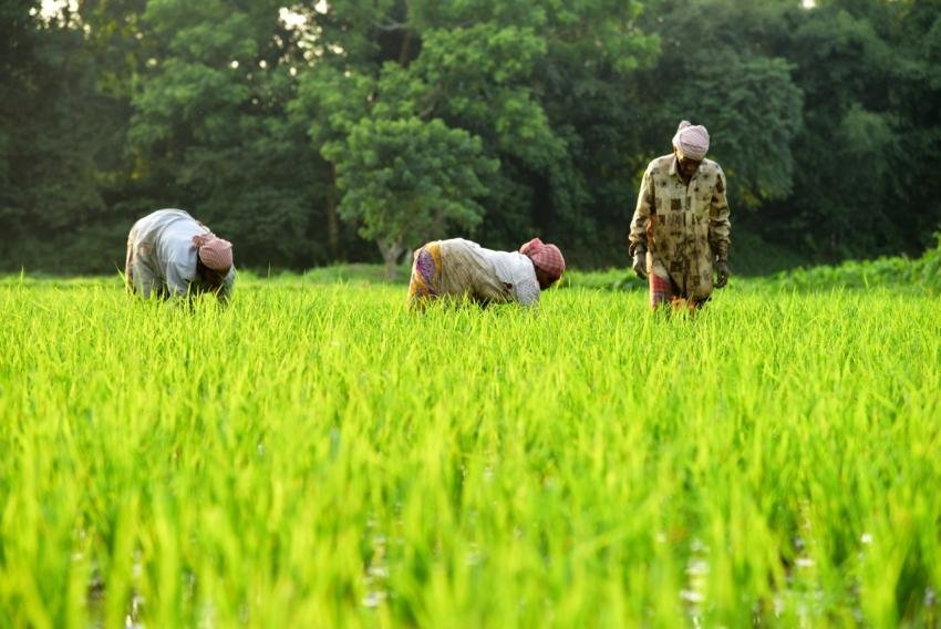 Paddy Field, Rice Field, Rice Cultivation Image