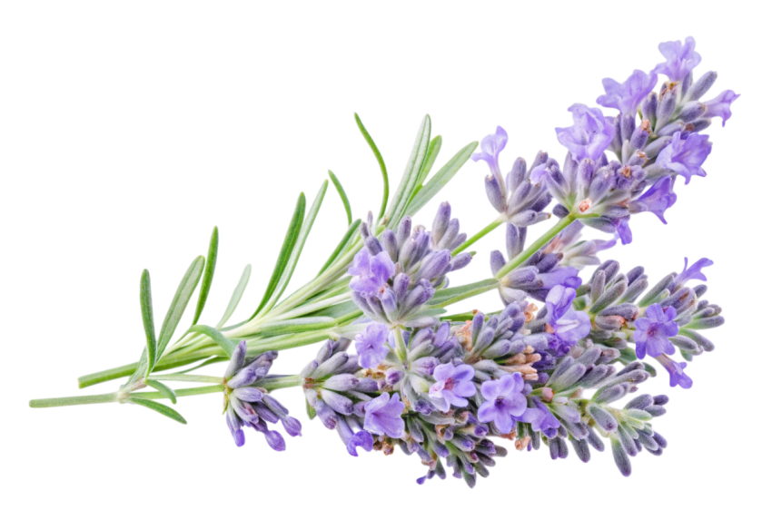 Purple Lavender Flowers on Transparent Background