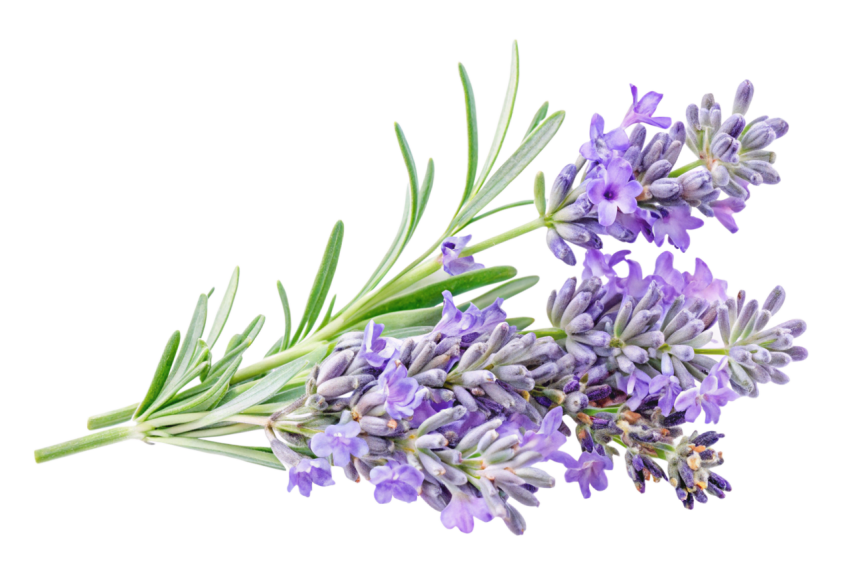 Purple Lavender Flowers on Transparent Background