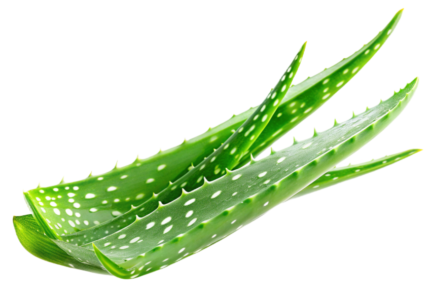 Fresh Aloe Vera Leaf on Transparent Background