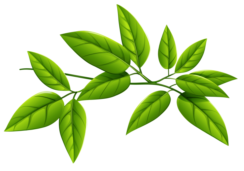 Green Leaves Png Free Download
