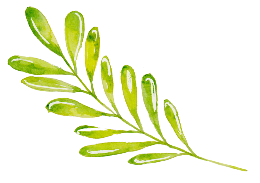 Watercolor Leaves Png