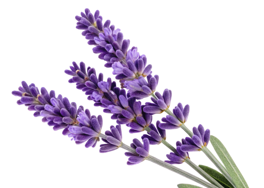 Purple Lavender Flowers Png