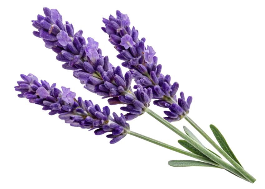 Purple Lavender Flowers on Transparent Background