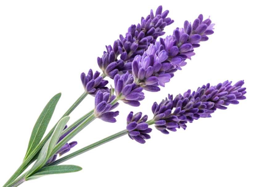 Purple Lavender Flowers on Transparent Background