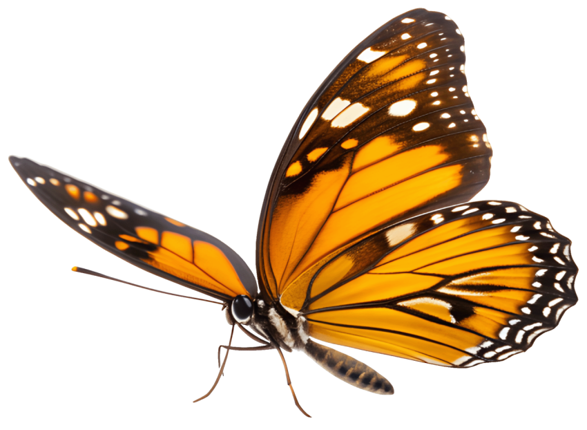 Colorful  Patterns Butterfly PNG