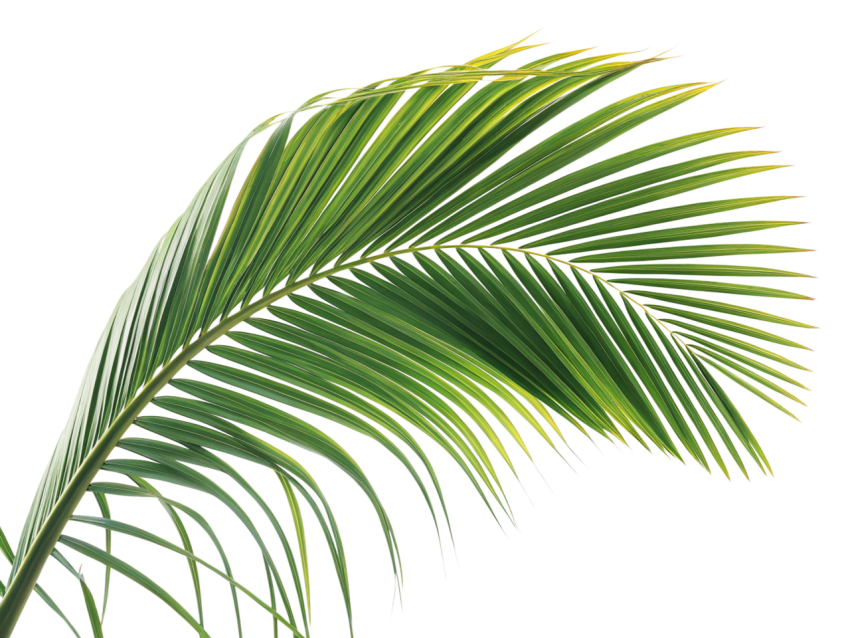 Green Coconut Leaf on Transparent Background Png