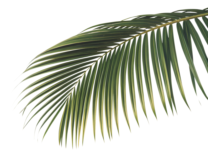Green Coconut Leaf on Transparent Background Png