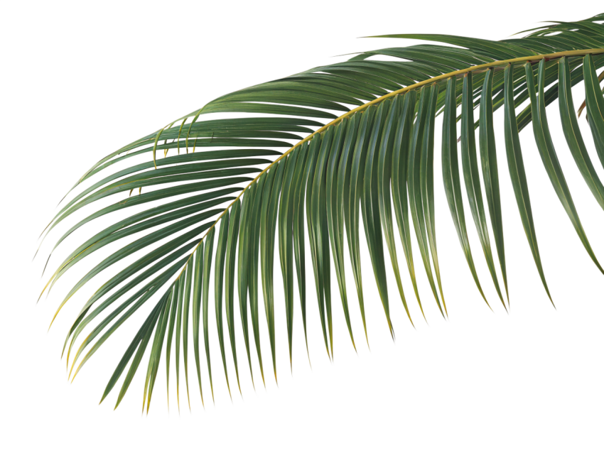 Green Coconut Leaf on Transparent Background Png