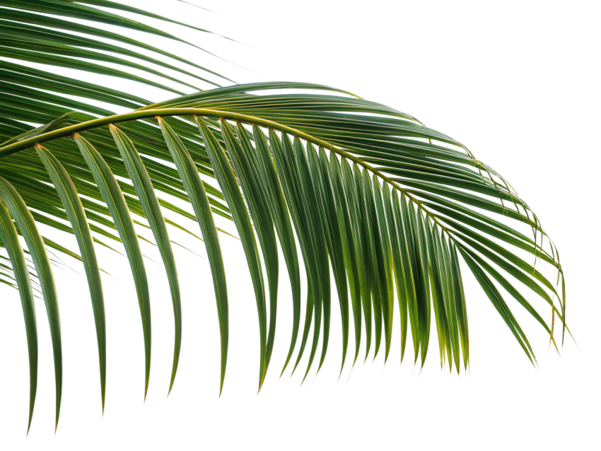 Natural Green Palm Leaf on Transparent Background