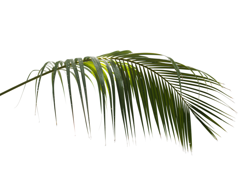 Green Palm Leaf on Transparent Background