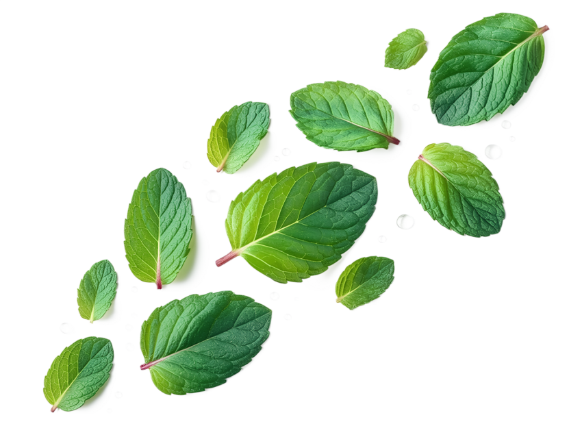 Fresh Green Mint Leaves pattern on Transparent Background