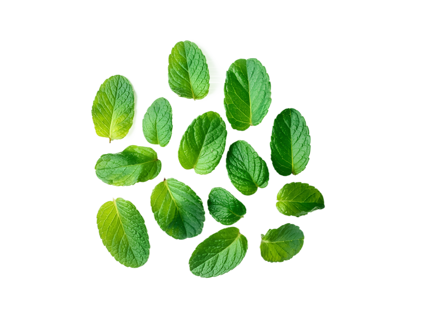 Fresh Green Mint Leaves Pattern Png