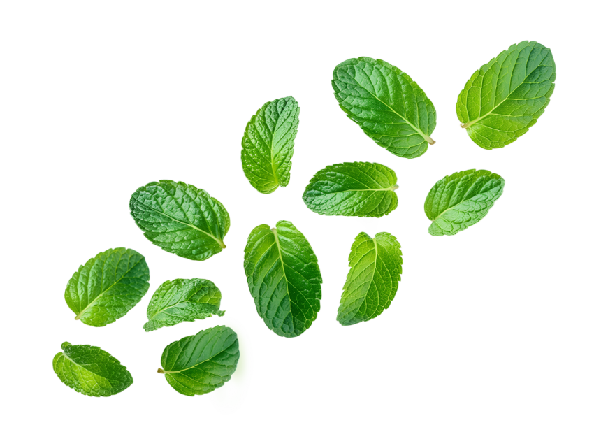 Fresh Green Mint Leaves Pattern on Transparent Background
