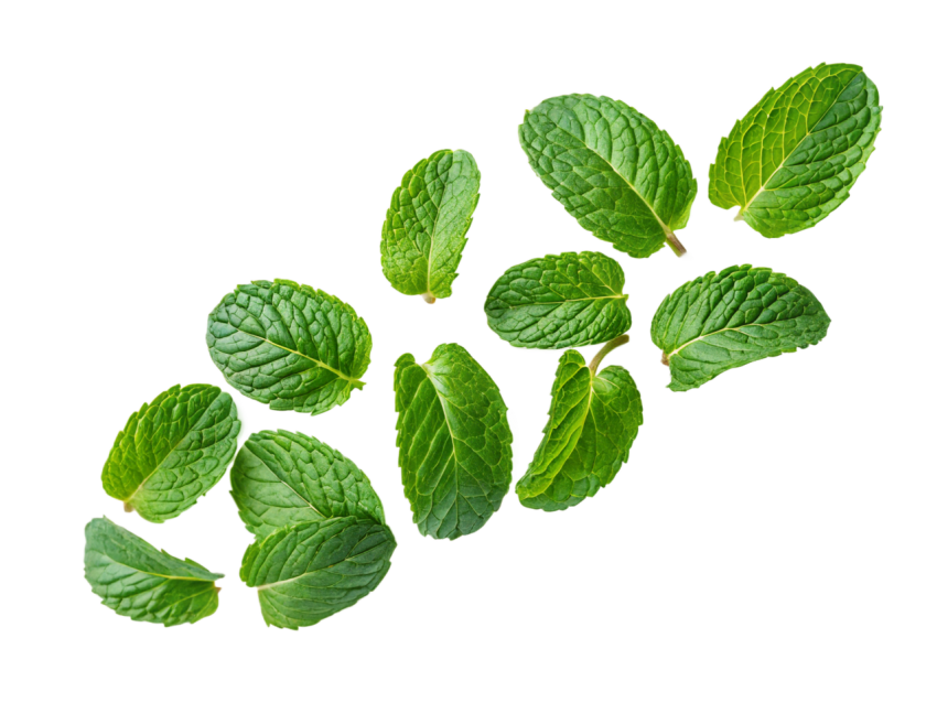 Fresh Green Mint Leaves Pattern Png