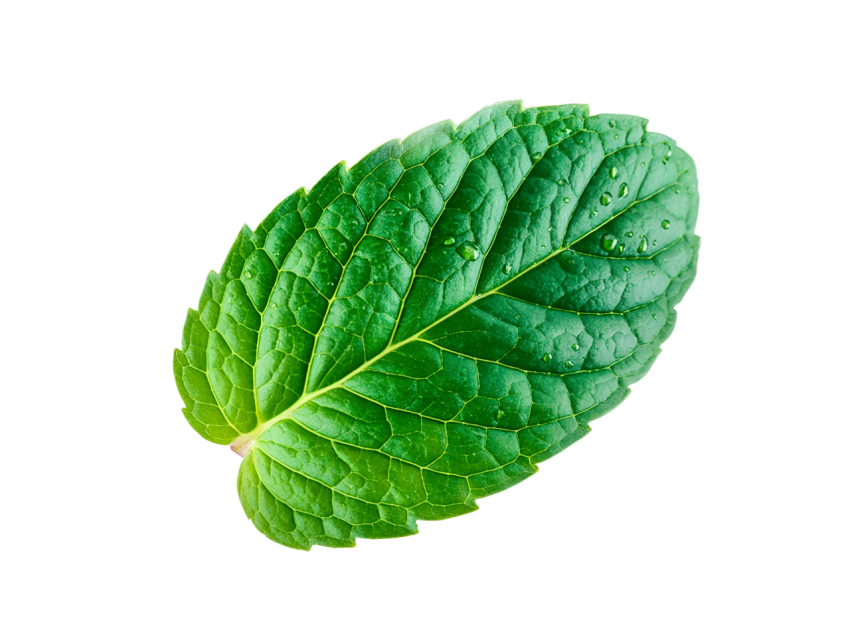 Fresh Green Mint Leaf on Transparent Background