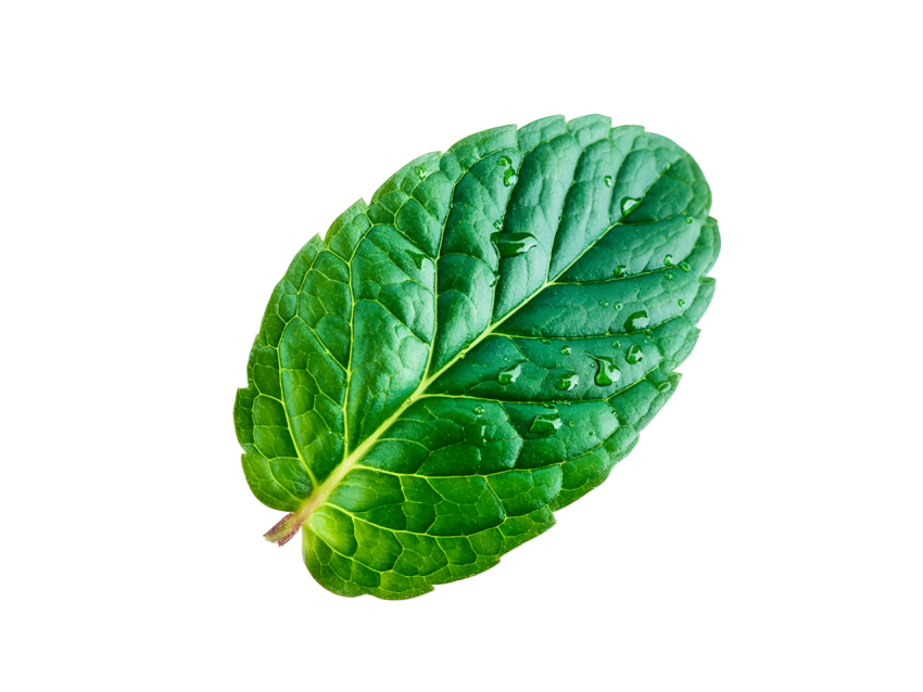 Fresh Green Mint Leaf Png
