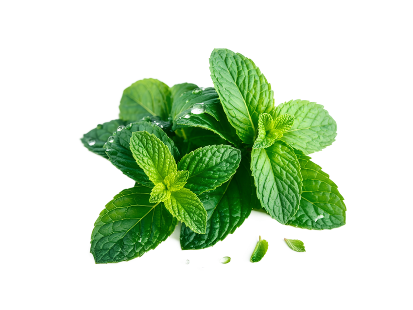 Fresh Green Mint Leaves on Transparent Background