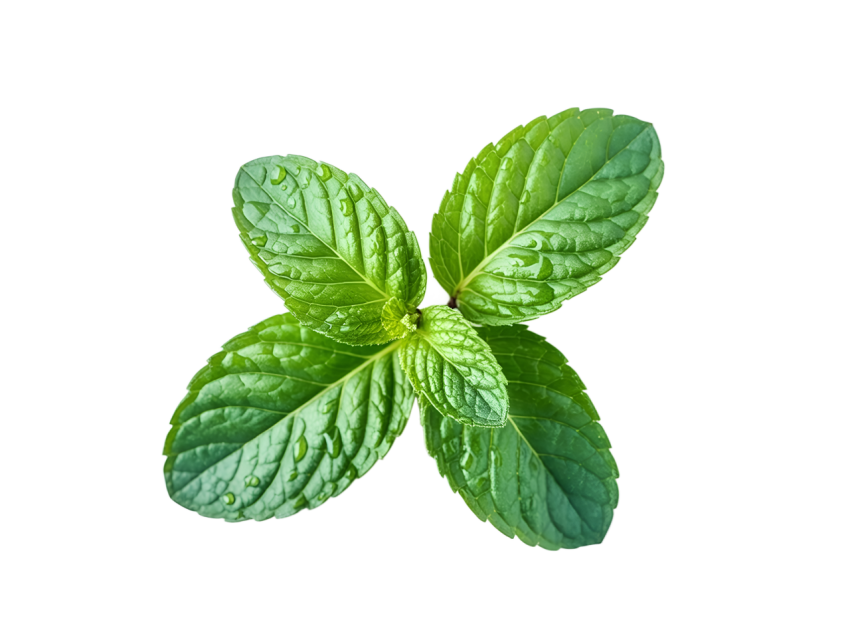 Fresh Green Mint Leaves on Transparent Background