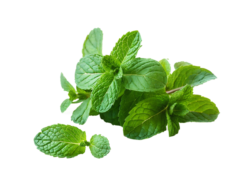 Fresh Green Mint Leaves on Transparent Background