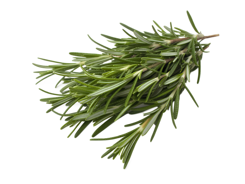 Fresh Rosemary Sprigs Isolated on Transparent Background