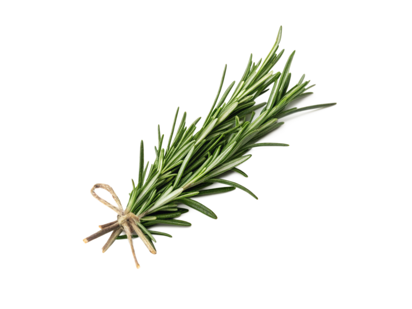 Fresh Rosemary Sprigs Isolated on Transparent Background