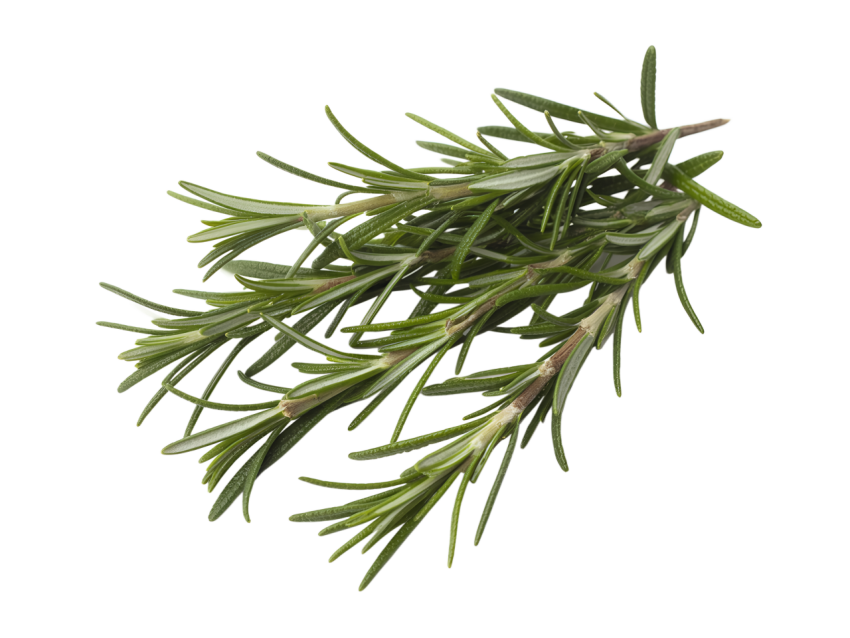 Fresh Rosemary Sprigs Isolated on Transparent Background