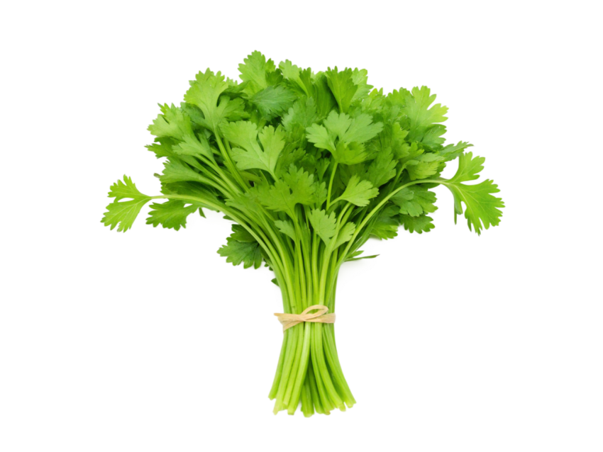 Fresh bunch of coriander leaves tied toget on transparent background