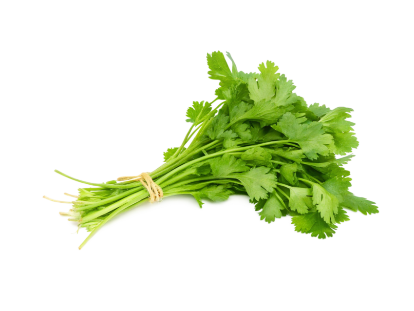 Fresh bunch of coriander leaves tied toget on transparent background