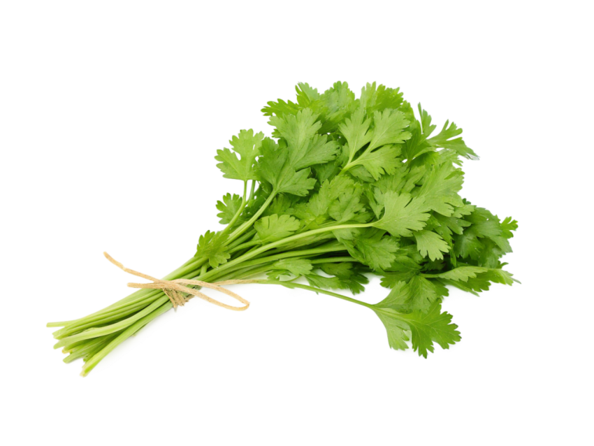 Fresh bunch of coriander leaves tied toget on transparent background