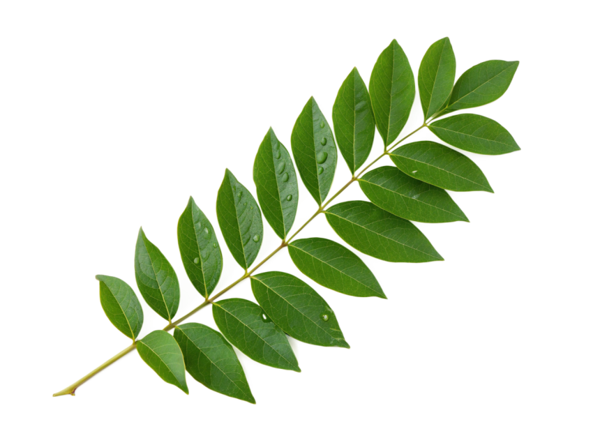 Fresh Green Curry Leaves Isolated on Transparent Background