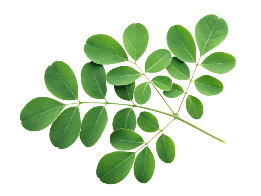 Fresh Green Moringa Leaf Branch on Transparent background