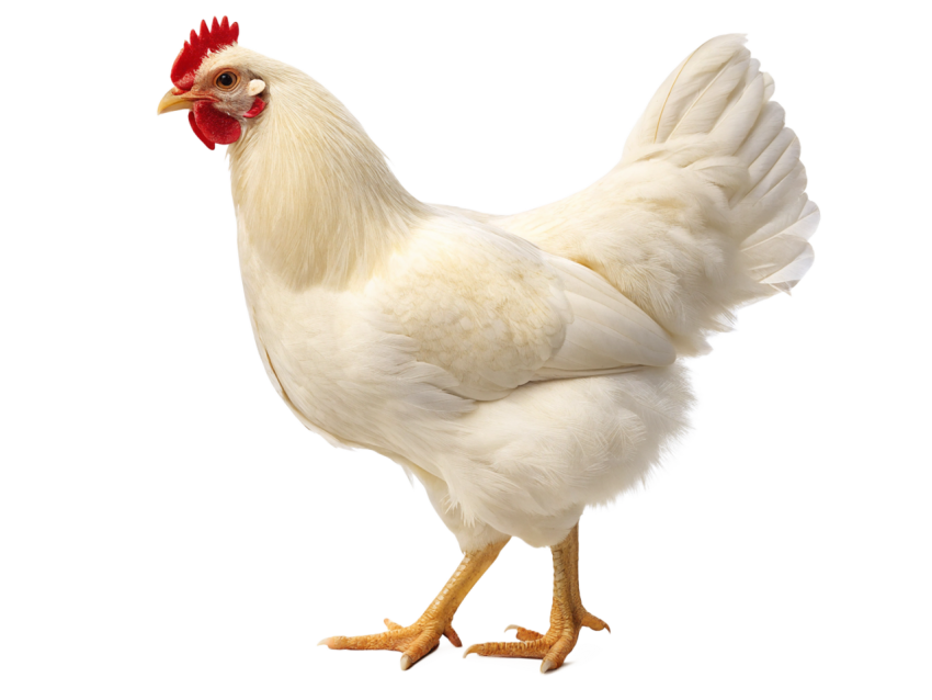 White Chicken Standing on Transparent background