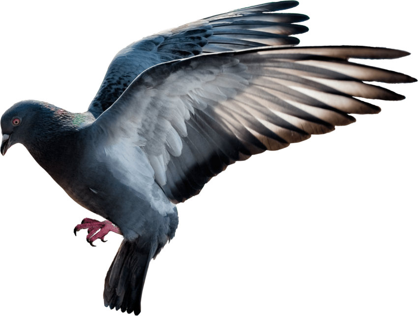 Pigeon PNG Image Free Download