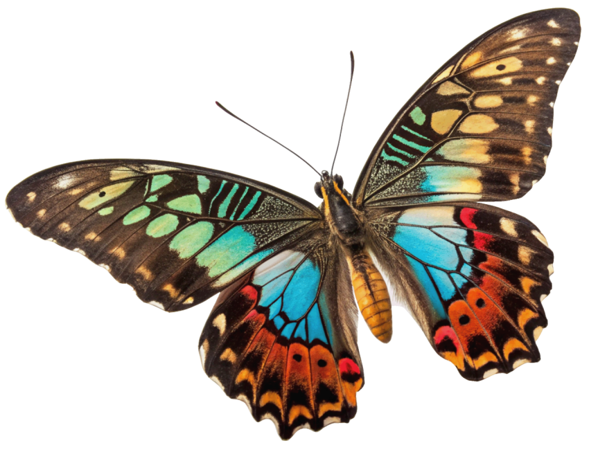 Colorful  Patterns Butterfly PNG