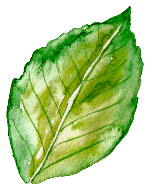 Png Watercolor Leaves